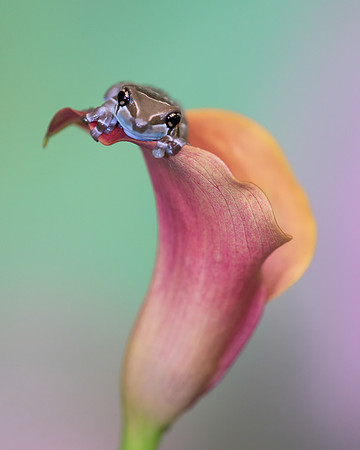 Amazon milk frog