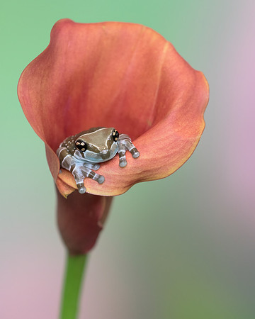 Amazon milk frog