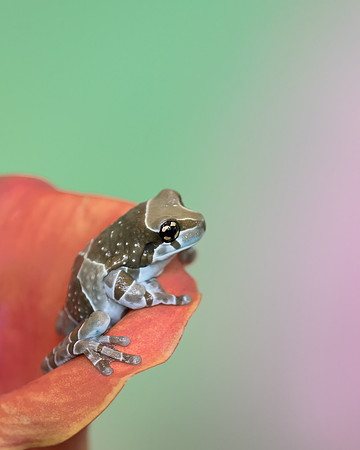 Amazon milk frog