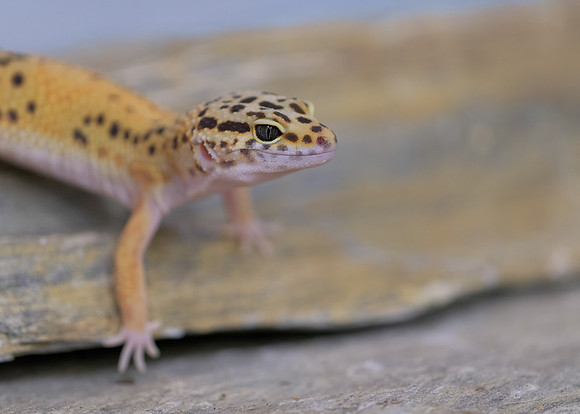 Leopard gecko
