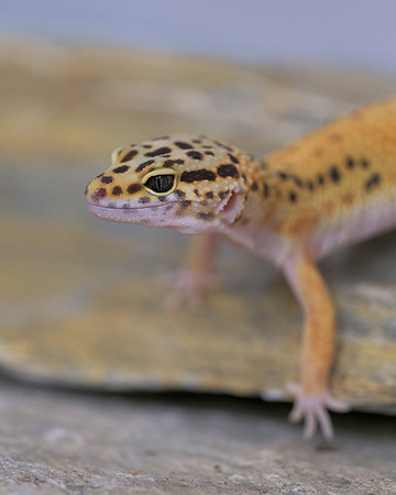 Leopard gecko
