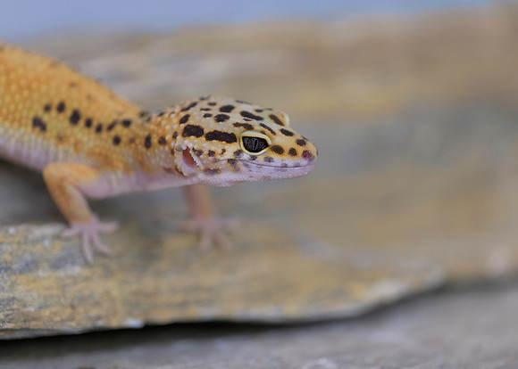 Leopard gecko