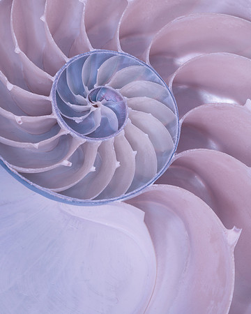 Nautilus shell