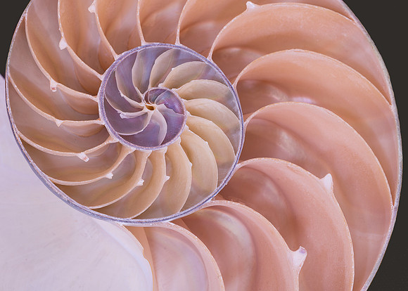 Nautilus shell