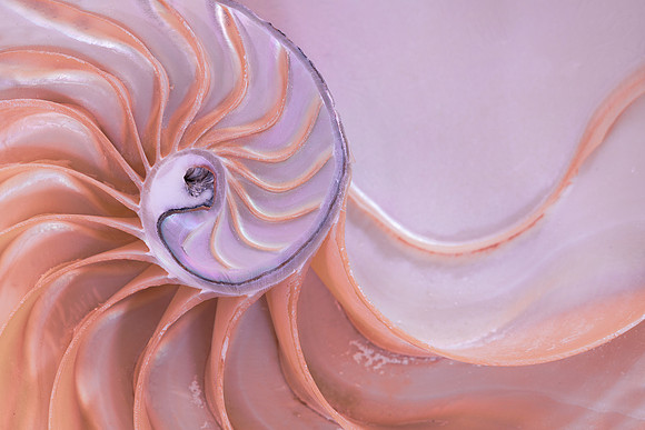 Nautilus shell