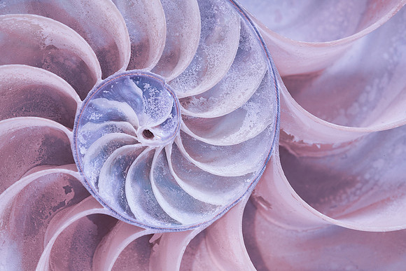 Nautilus shell