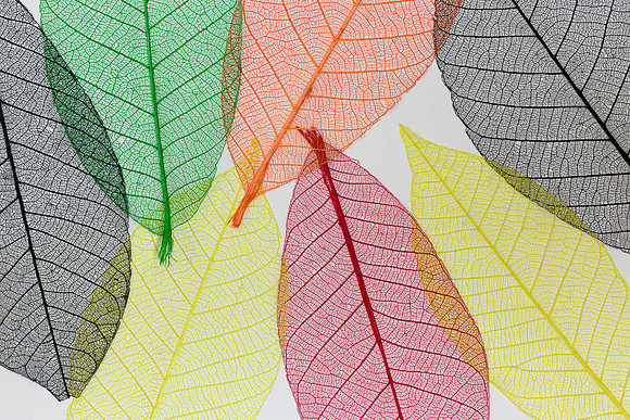 Backlit leaves