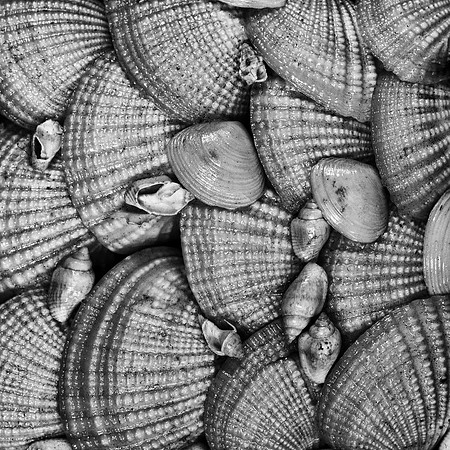 Sea shells