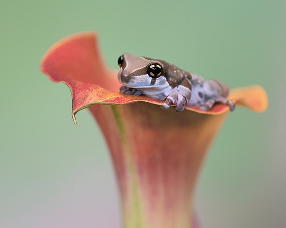 Amazon milk frog