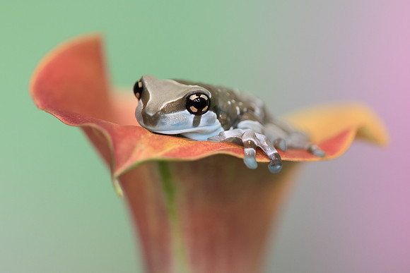 Amazon milk frog