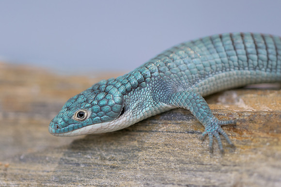 Alligator lizard