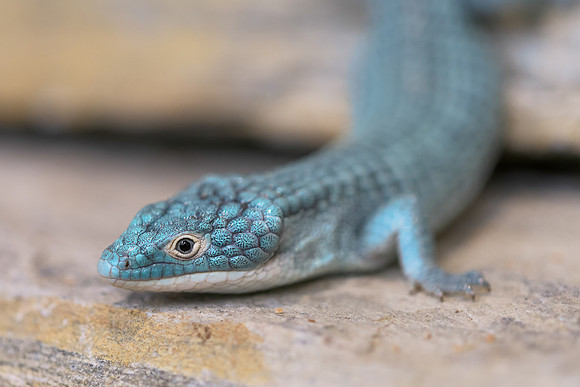Alligator lizard