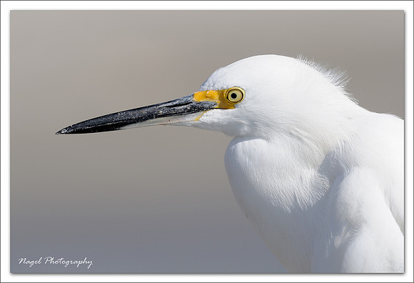 Snow egret portrait