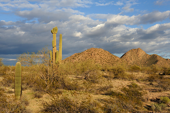 Desert landscape