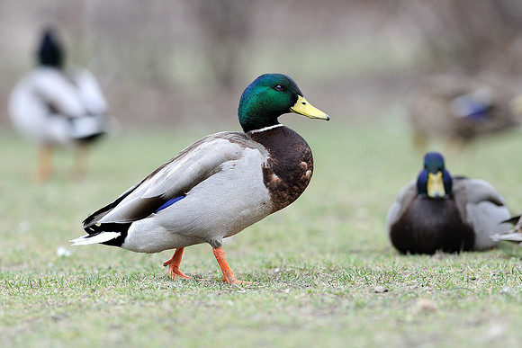 Duck