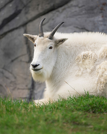 Rocky Mountain goat