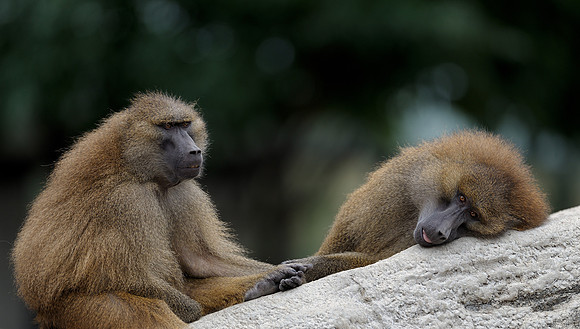 Baboons