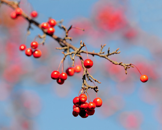 Red berries