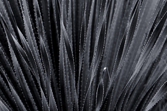 Cacti (B&W version)