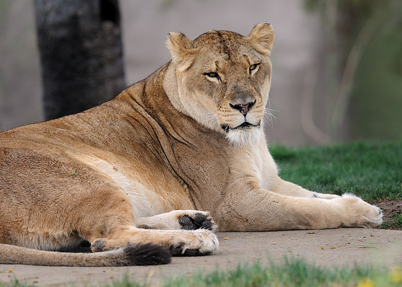 African lion