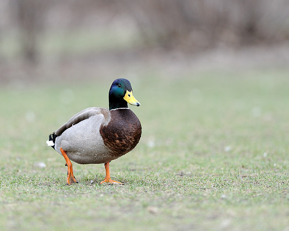 Duck
