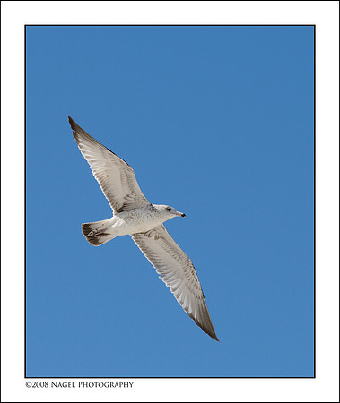 Gull in flight