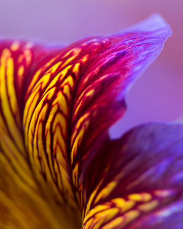 Psychedelic petal