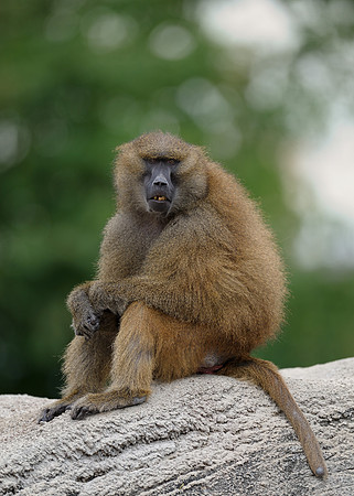 Baboon