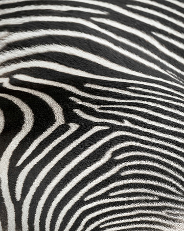 Zebra stripes