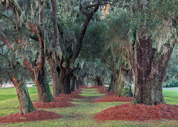 Avenue of the Oaks