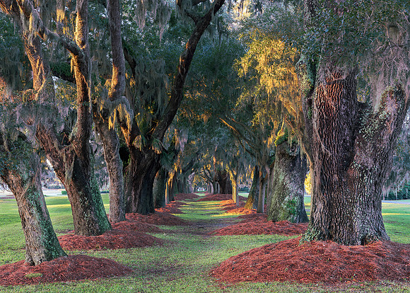 Avenue of the Oaks