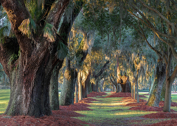 Avenue of the Oaks