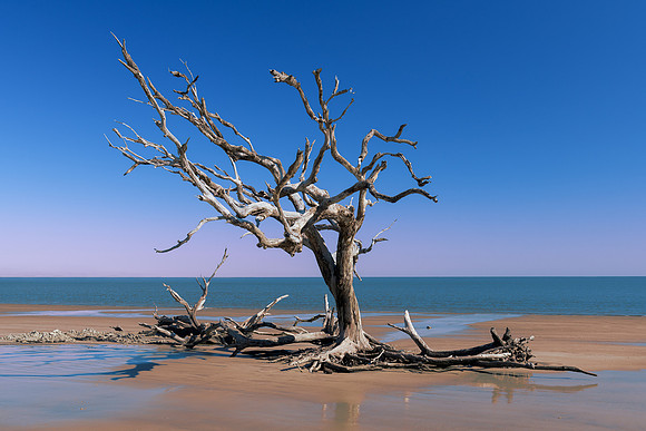Driftwood Beach