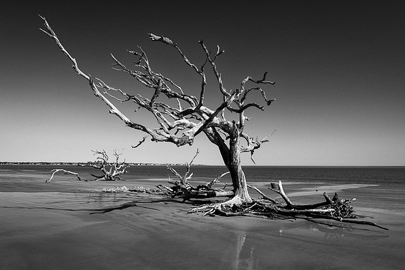 Driftwood Beach