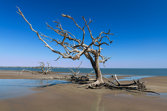Driftwood Beach