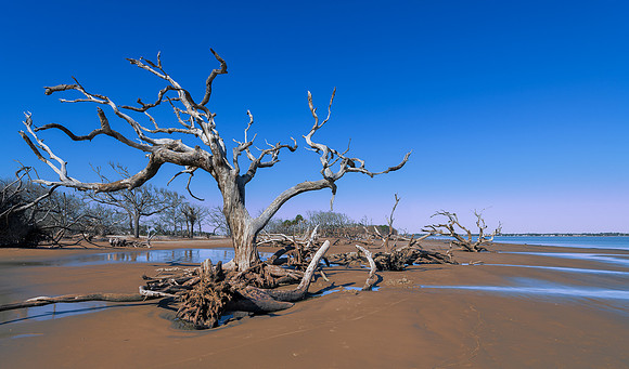Driftwood Beach