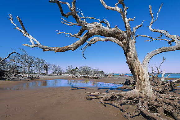 Driftwood Beach