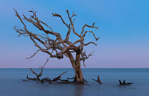 Driftwood Beach