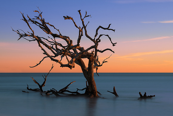 Driftwood Beach
