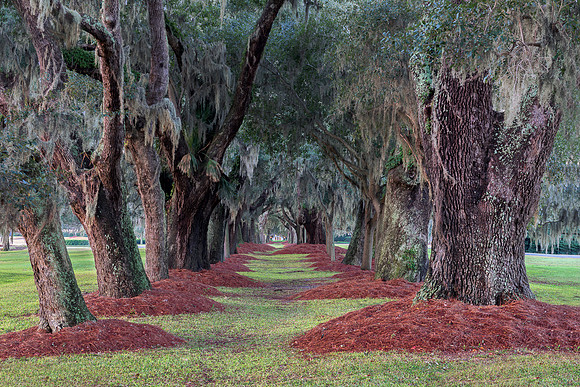 Avenue of the Oaks