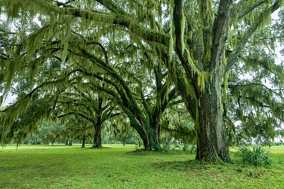 Southern Live Oaks
