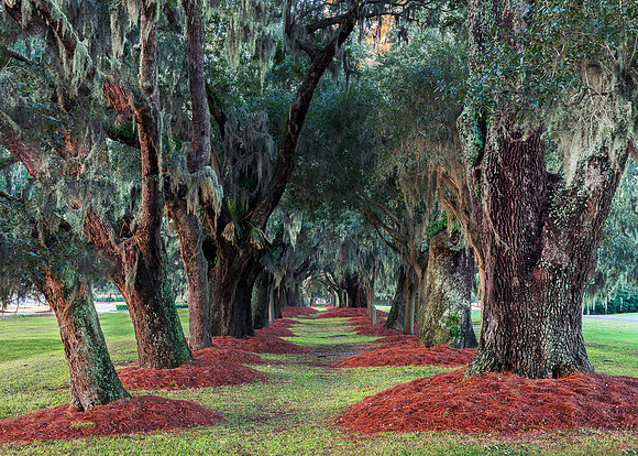 Avenue of the Oaks
