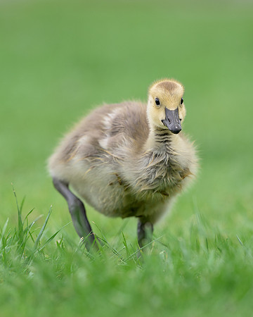 Gosling