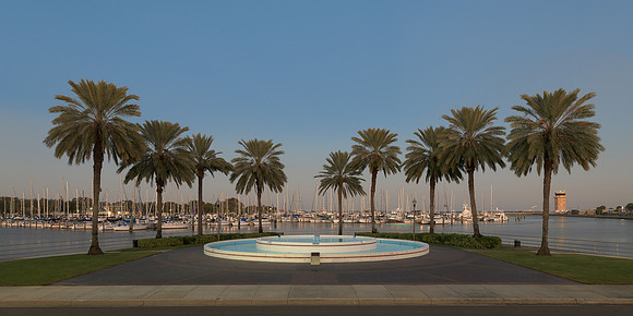 Palm tree pool