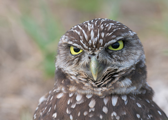 Burrowing Owl