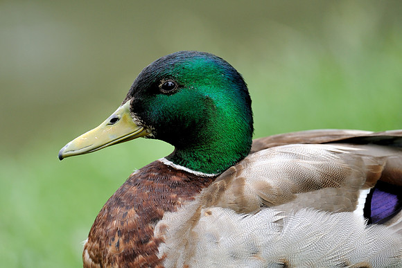 Mallard