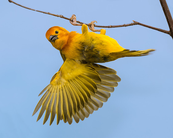 Taveta Golden Weaver