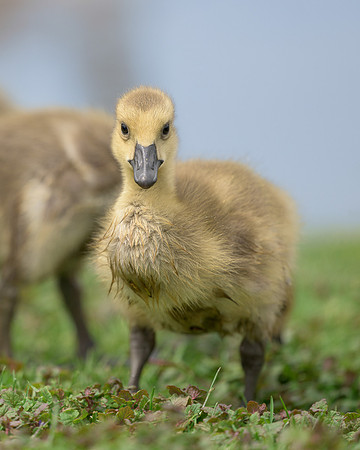 Gosling