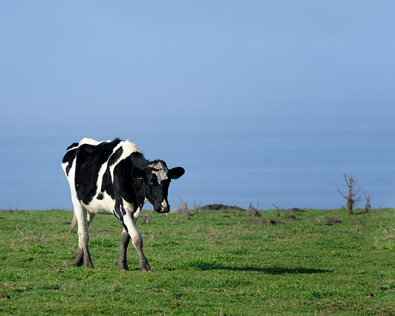 Dairy cow
