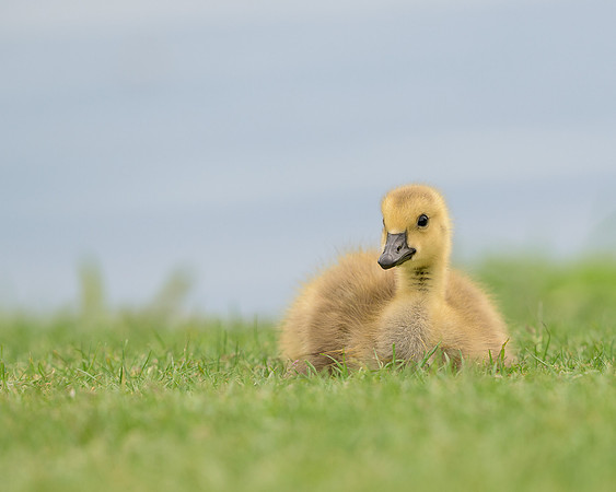 Gosling